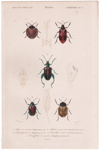 antique prints of beetles